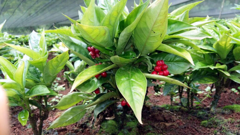 Medicina Natural 134a