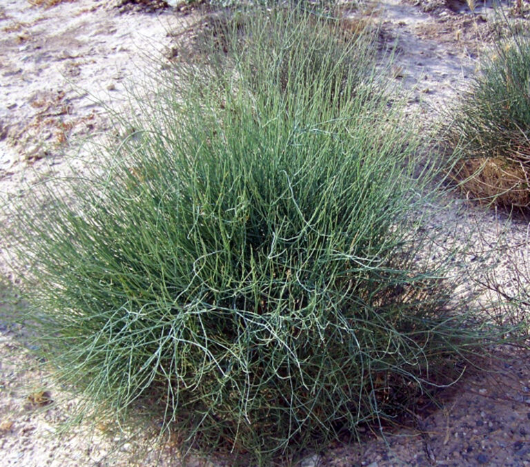 Medicina Natural 136a