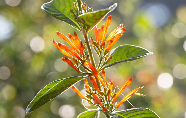 Medicina Natural 137a