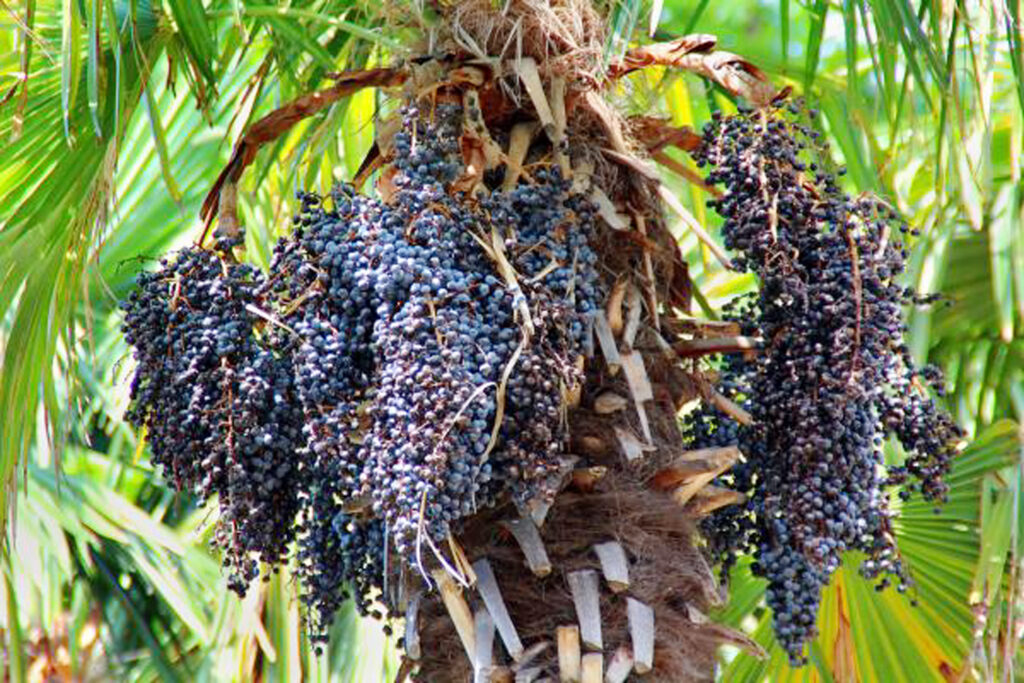 Medicina Natural 140