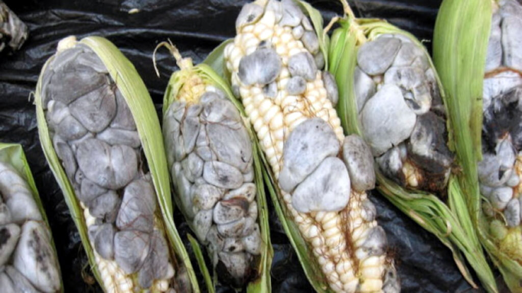 Medicina Natural 141a