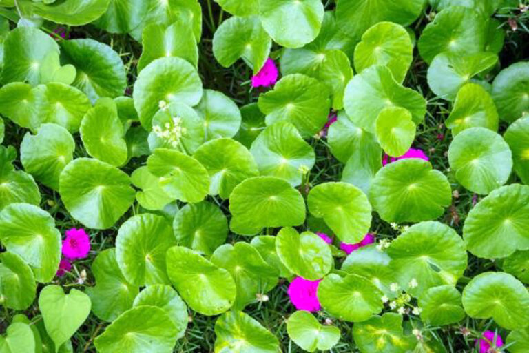 Medicina Natural 142a