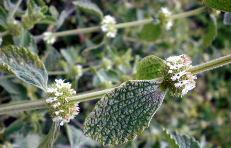 Medicina Natural 143a