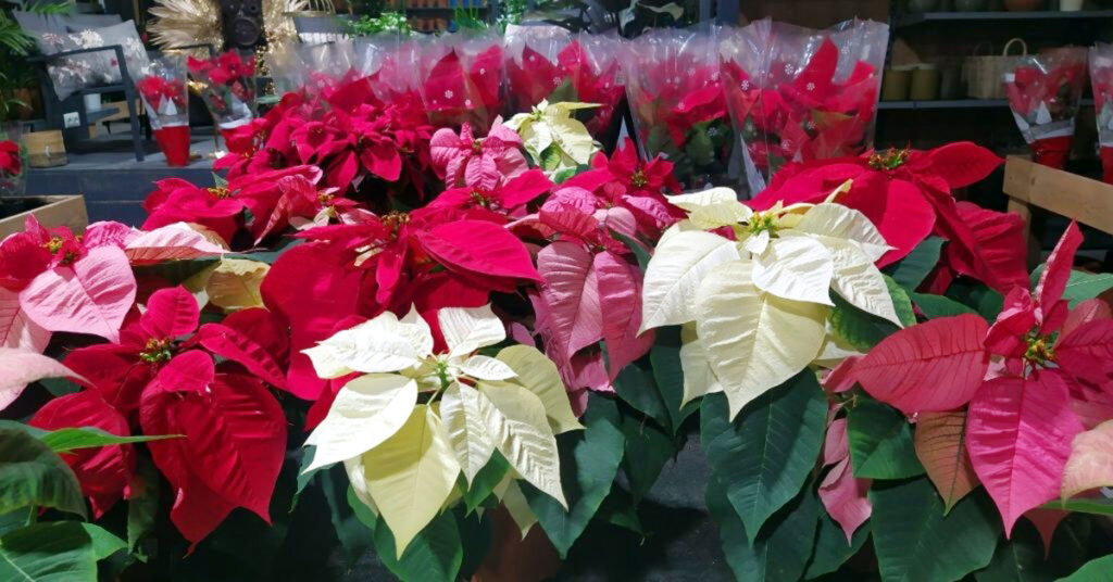 Medicina Natural 146