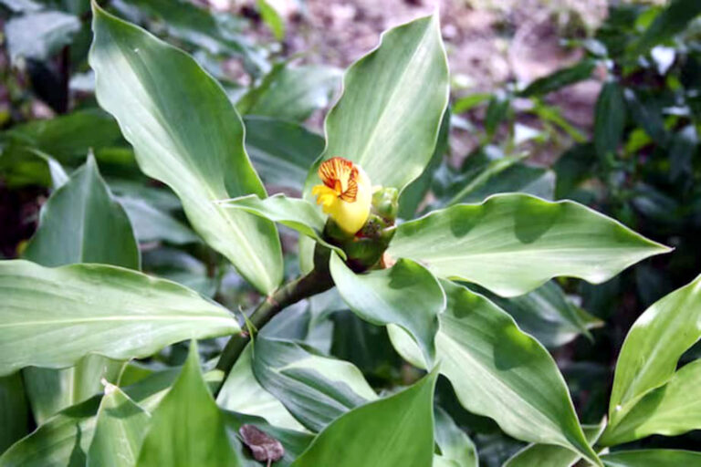 Medicina Natural 146a