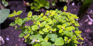 Medicina Natural 147a