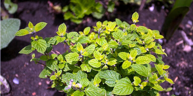 Medicina Natural 147a