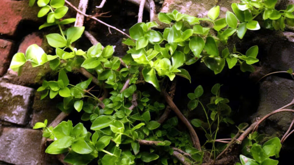 Medicina Natural 148