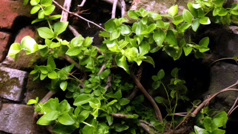 Medicina Natural 148