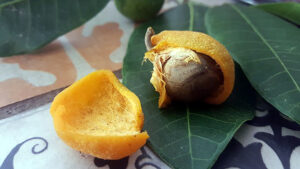 Medicina Natural 148a