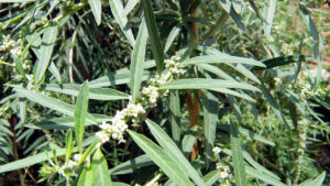 Medicina Natural 149a