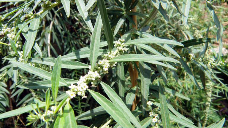 Medicina Natural 149a